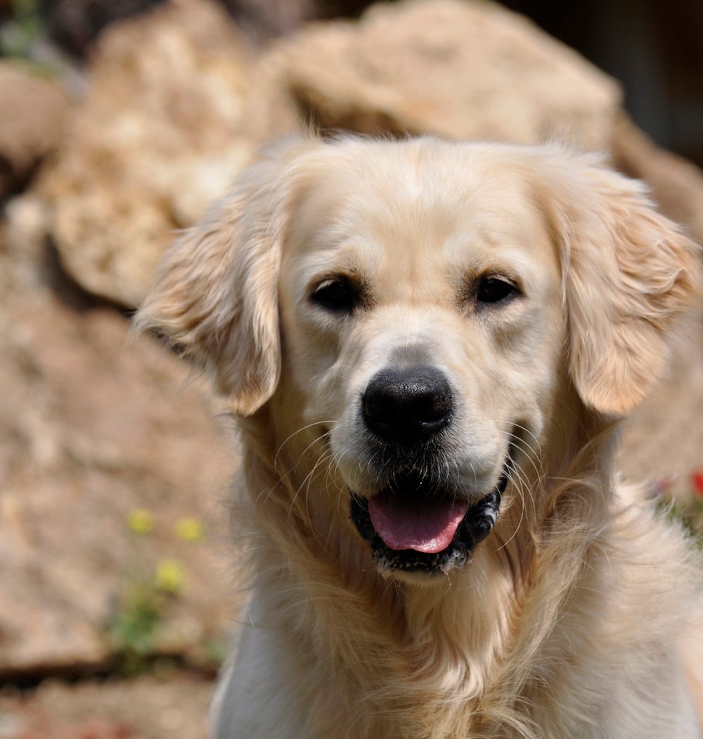 Canicat services, pension chats et chiens 1
